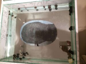 Britto_Cross-Casting_shulekha_chaudhuryc_3