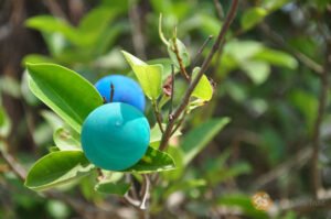 BAT_54_WKS_2010_OPN_IMG_008